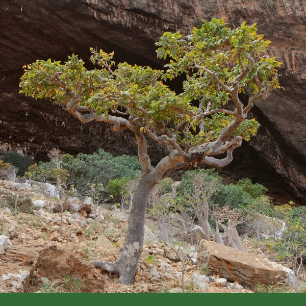 Frankincense Gum (Boswellia carterii) - Dried Herb, Organic