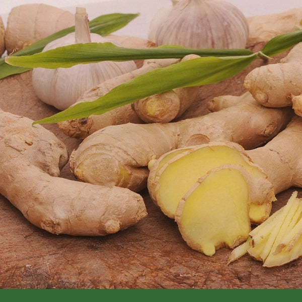 Ginger Root, Powder (Zingiber officinalis) - Dried Herb, Organic