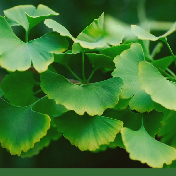 Ginkgo Leaf, Cut & Sifted (Ginkgo biloba) - Dried Herb, Organic