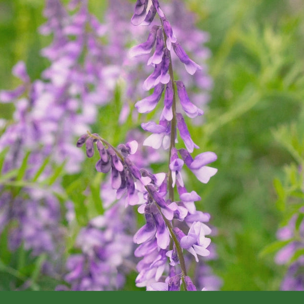 Goat's Rue (Galega officinalis) - Dried Herb, Organic