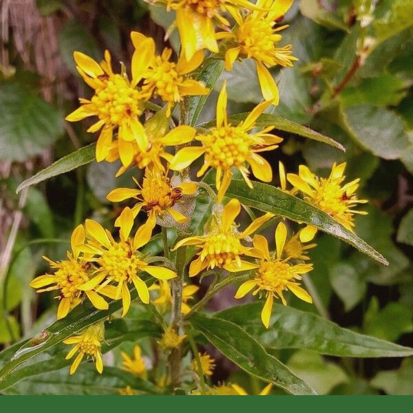 Goldenrod (Solidago virgaurea) - Dried Herb, Organic