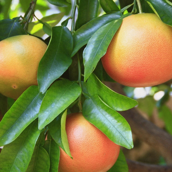 Grapefruit (Citrus paradisi) - Essential Oil