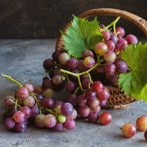 Grapeseed (Vitis vinifera) - Carrier Oil