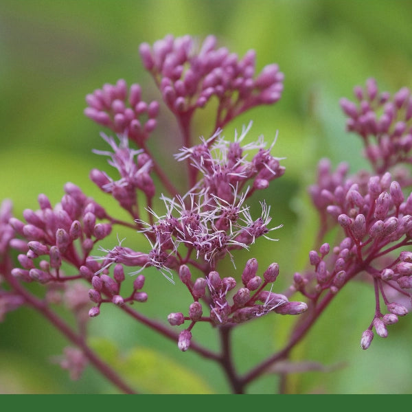 Gravel Root (Eupatorium purpureum) - Dried Herb, Wildcrafted