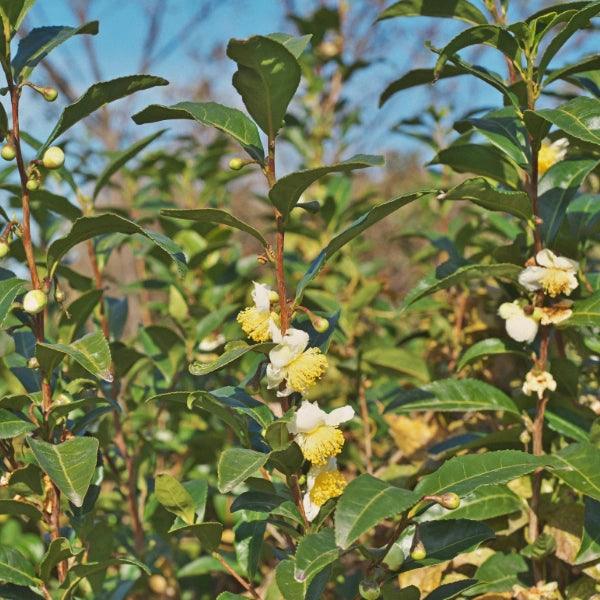 Green Tea, Oolong (Camellia sinensis) - Dried Herb, Organic