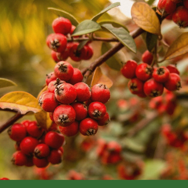 Hawthorn Berries, Whole (Crataegus laevigata) - Dried Herb, Organic