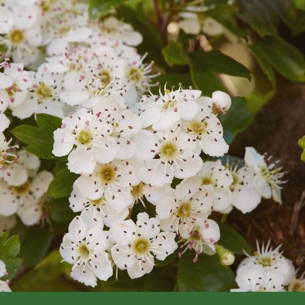 Hawthorn, Leaf & Flower (Crataegus oxyacantha) - Dried Herb, Organic