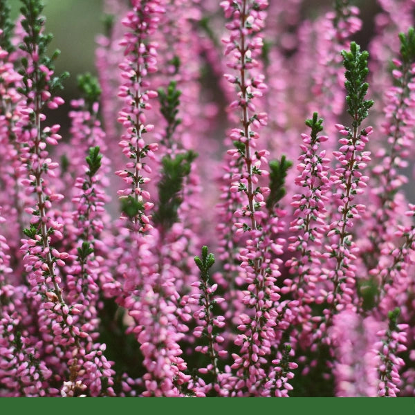 Heather (Calluna vulgaris) - Dried Herb, Organic