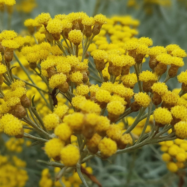 Helichrysum (Helichrysum italicum) - Essential Oil