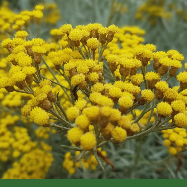 Helichrysum (Helichrysum areanarium) - Dried Herb, Organic