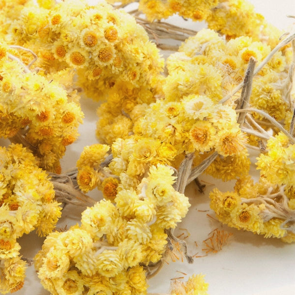 Helichrysum (Helichrysum areanarium) - Dried Herb, Organic