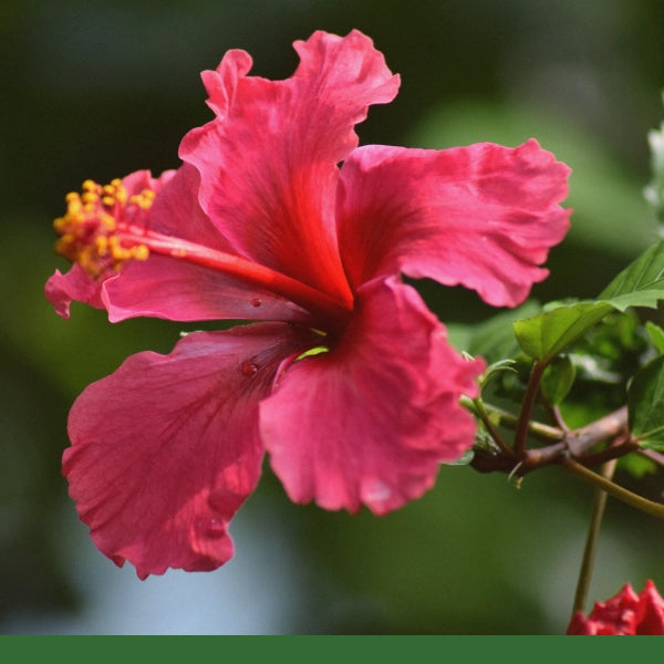 Hibiscus, Powder (Hibiscus sabdariffa) - Dried Herb, Organic