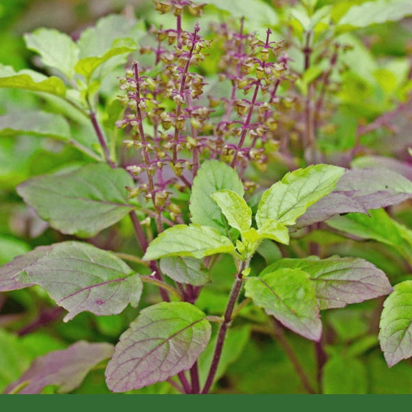 Holy Basil, Krishna (Ocimum tenuiflorum) - Dried Herb, Organic