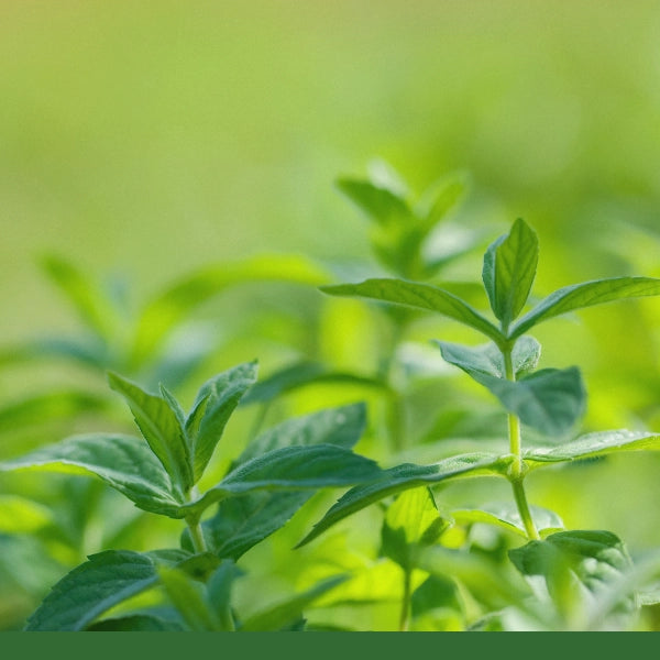 Holy Basil, Rama (Ocimum tenuiflorum) - Dried Herb, Organic