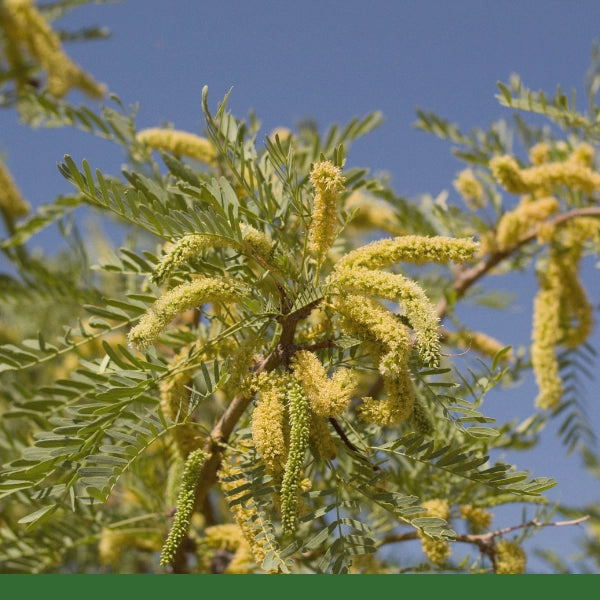 Honey Mesquite (Prosopis glandulosa) - Powder, Organic