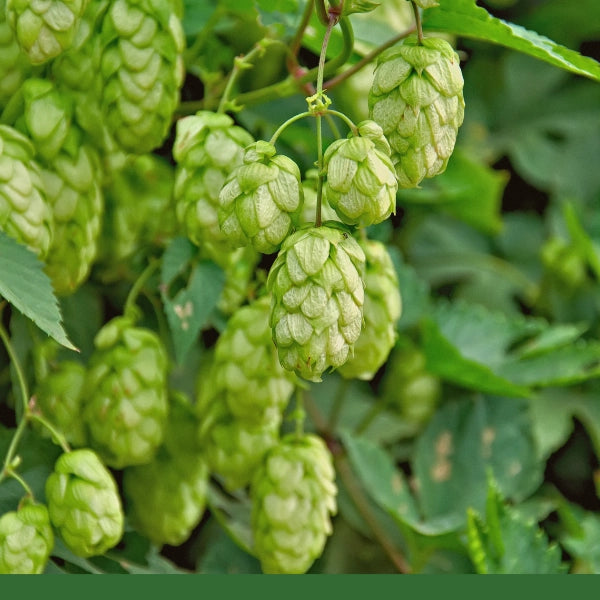 Hops Flower, Whole (Humulus lupulus) - Dried Herb, Organic