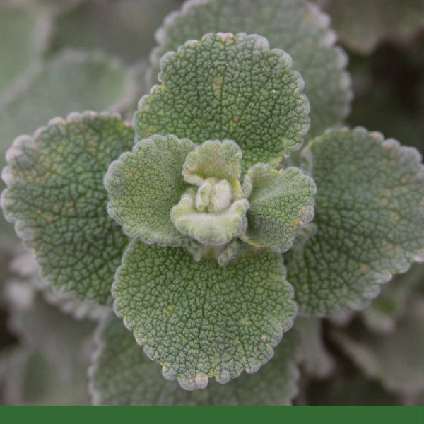 Horehound (Marrubium vulgare L.) - Dried Herb, Organic