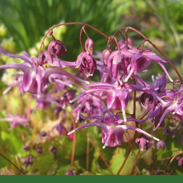 Horny Goat Weed (Epimedium grandiflorum) - Dried Herb, Organic