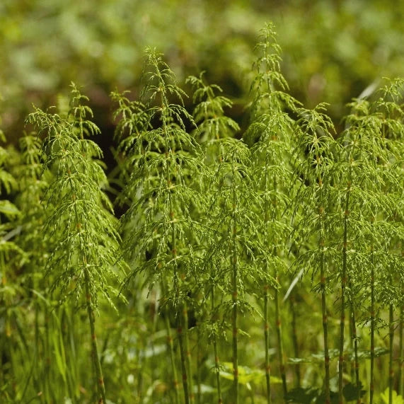 Horsetail/Shavegrass (Equisetum arvense) - Dried Herb, Organic