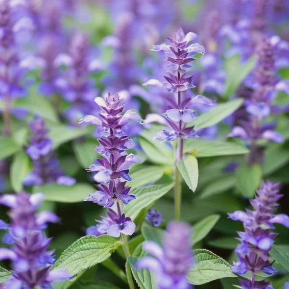 Hyssop, Cut & Sifted (Hyssopus officinalis) - Dried Herb