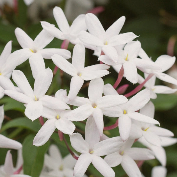 Jasmine (Jasminum grandiflorum) - Essential Oil