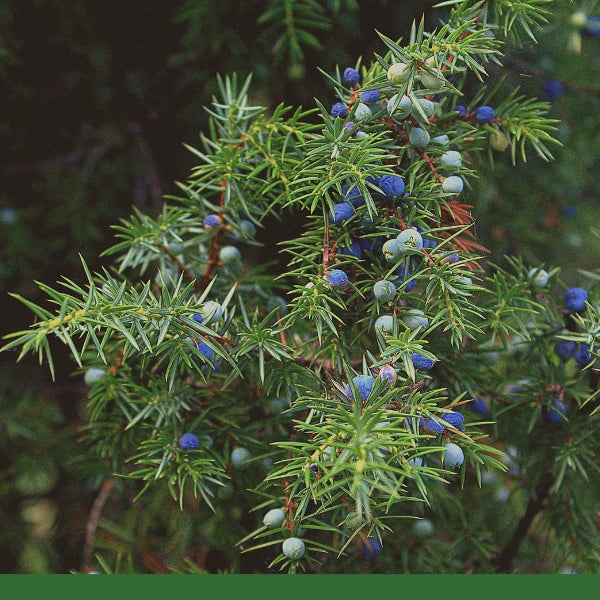 Juniper Berries, Whole (Juniperus communis) - Dried Herb, Organic