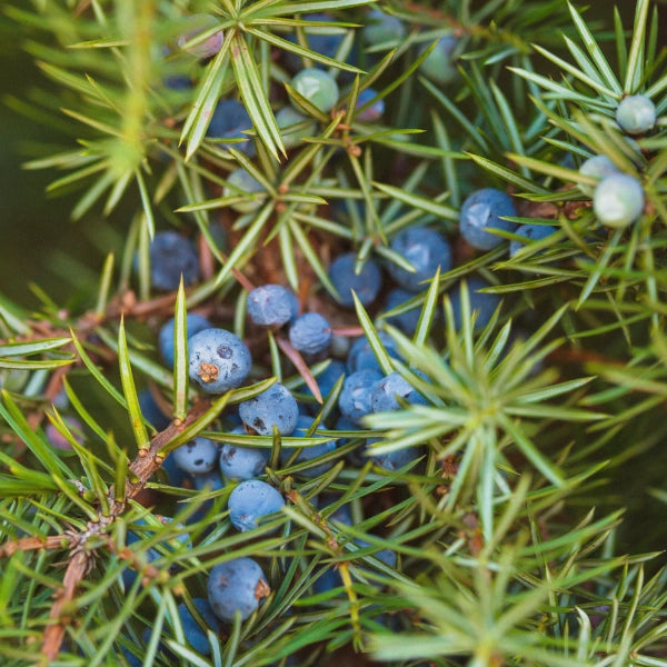 Juniper Berry (Juniperus communis) - Essential Oil