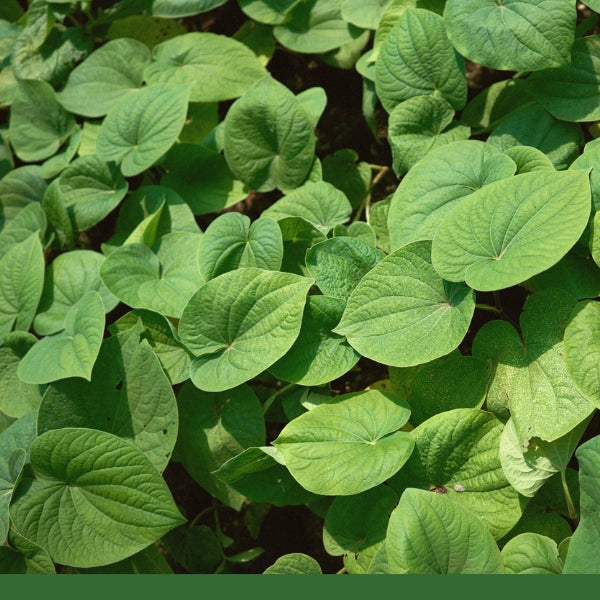 Kava Kava Root, Cut & Sifted (Piper methysticum) - Dried Herb, Naturally Cultivated