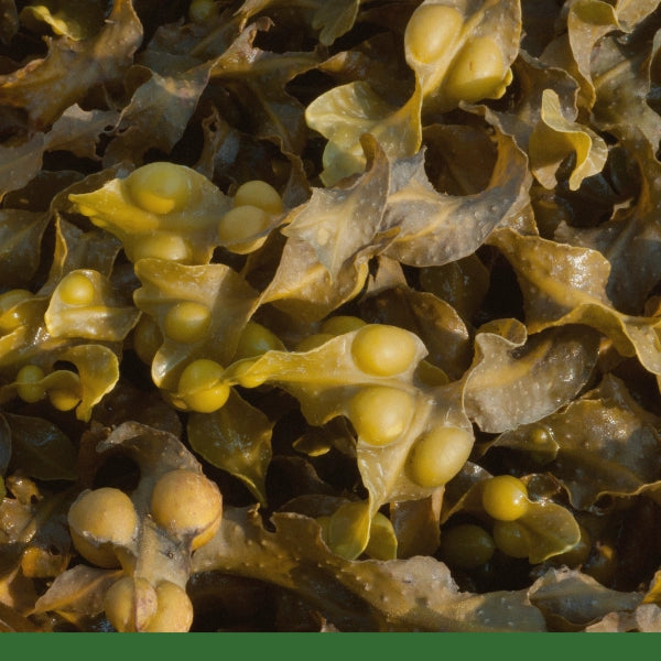 Kelp, Bladderwrack (Fucus vesiculosus) - Seaweed, Wildcrafted