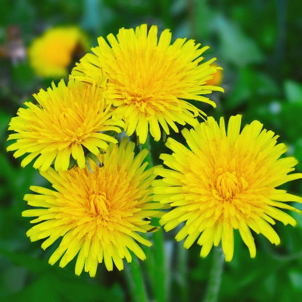 Salus, Dandelion Plant Juice