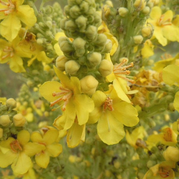 Mullein - Infused Oil