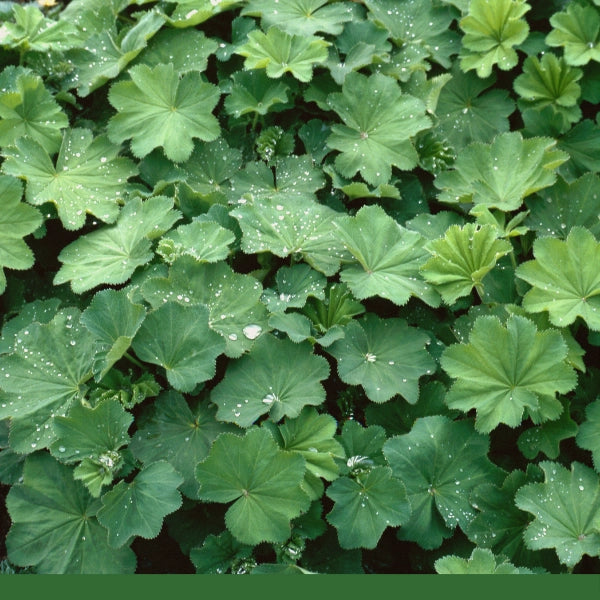 Lady's Mantle, Leaf (Alchemilla xanthochlora) - Dried Herb, Organic