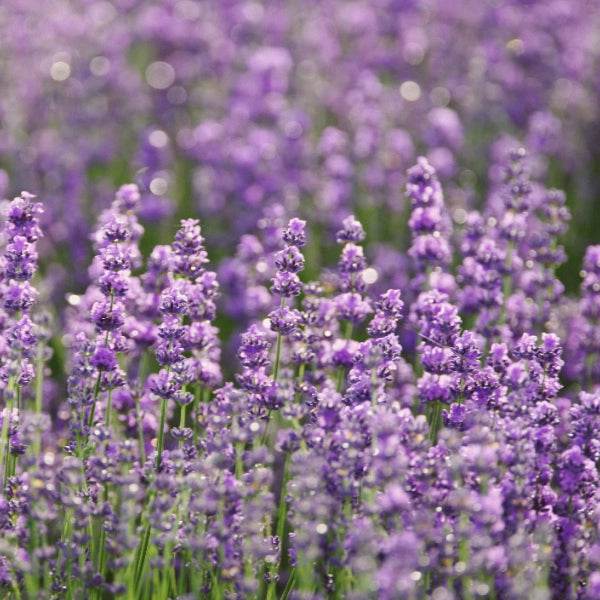 Lavender (Lavandula angustifolia) - Essential Oil