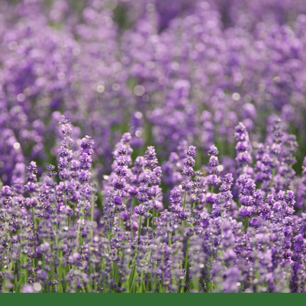 Lavender Flower, Whole (Lavandula angustifolia) - Dried Herb, Organic