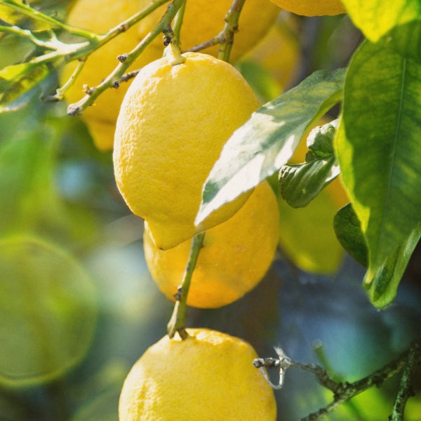 Lemon (Citrus limonum) - Essential Oil