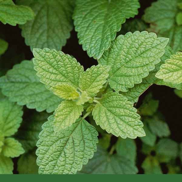 Lemon Balm, Leaf (Melissa officinalis) - Dried Herb, Organic