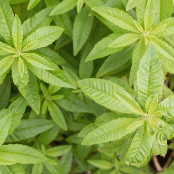 Lemon Verbena (Lippia citriodora) - Essential Oil