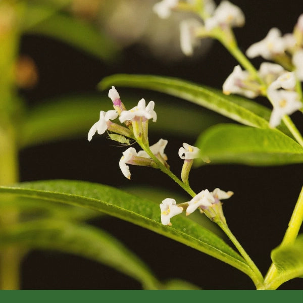 Lemon Verbena Leaf (Lippia citriodora) - Dried Herb, Organic