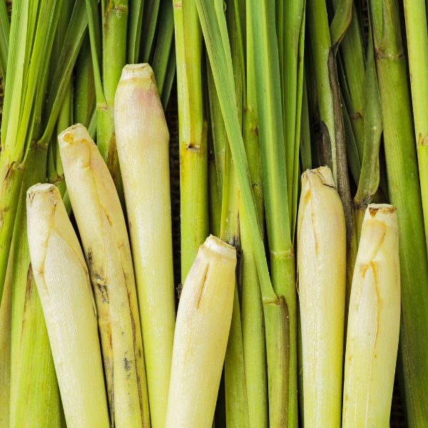 Lemongrass (Cymbopogon flexuosus) - Essential Oil