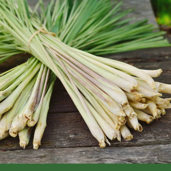 Lemongrass (Cymbopogum citratus) - Dried Herb, Organic