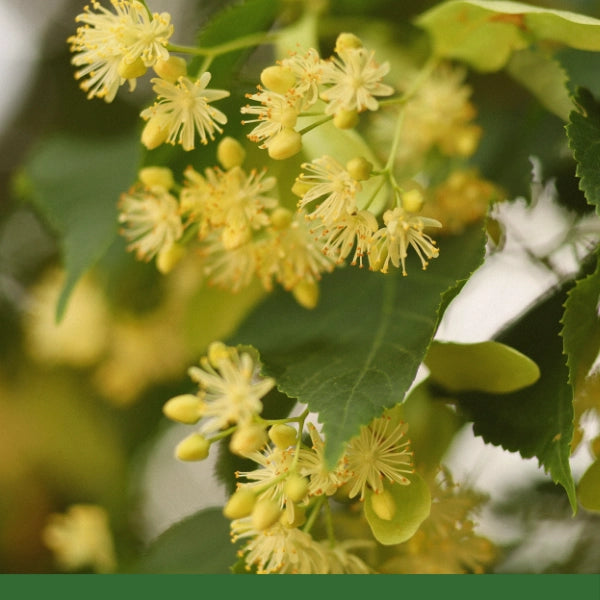 Linden Leaf & Flower (Tilia europea) - Dried Herb, Organic