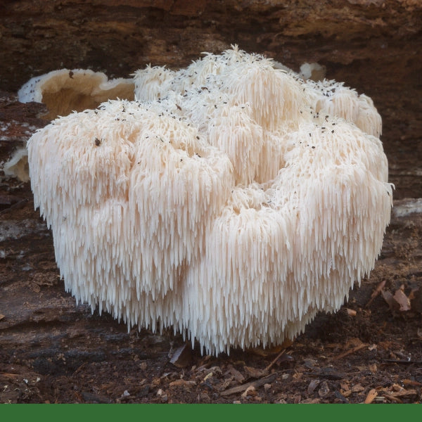 Lion's Mane Mushroom Powder (Hericium erinaceus) - Dried Herb, Organic