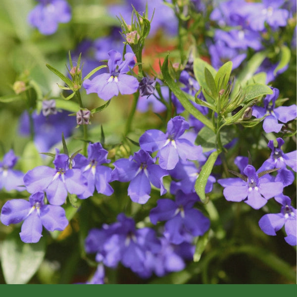 Lobelia (Lobelia inflata), Cut & sifted - Dried Herb, Organic