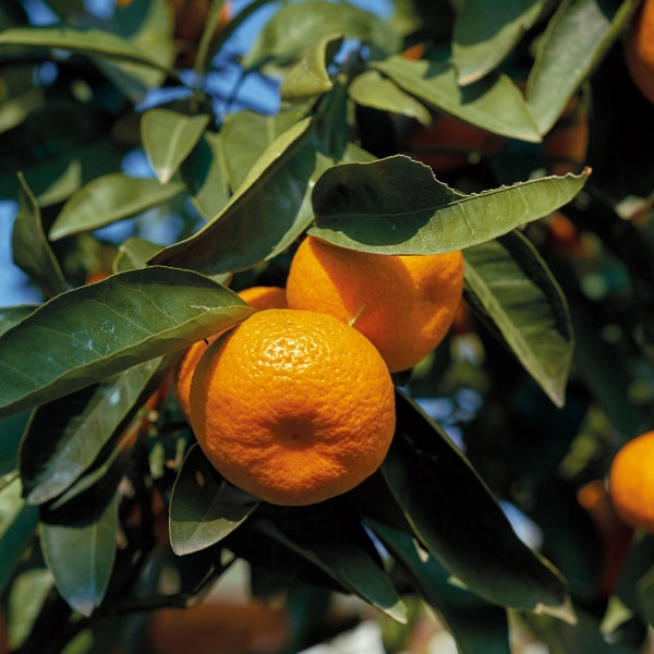 Mandarin Red (Citrus reticulata) - Essential Oil