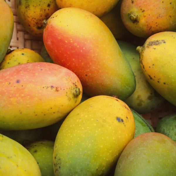 Mango Butter (Mangifera indica)