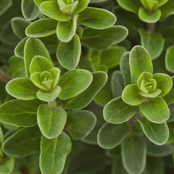 Marjoram (Origanum marjorana) - Essential Oil