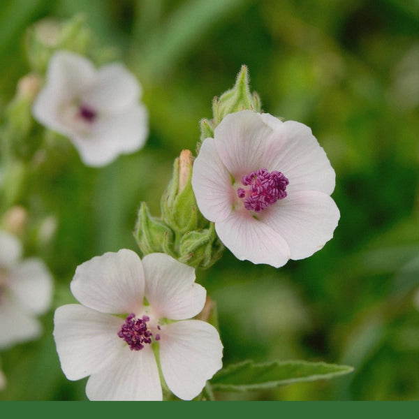 Marshmallow Root, Powder (Althaea officinalis) - Dried Herb, Organic