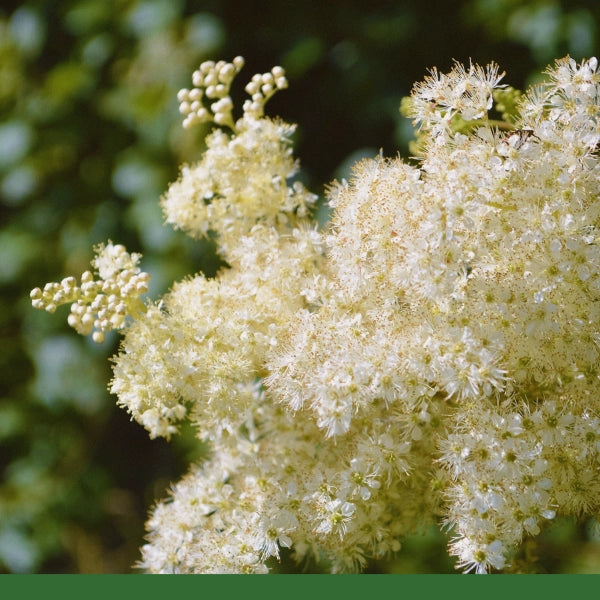 Meadowsweet (Filipendula ulmaria) - Dried Herb, Organic