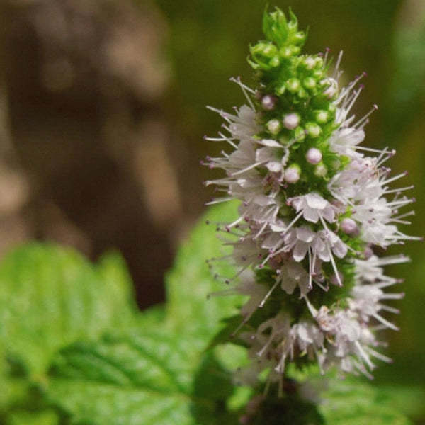 Spearmint (Mentha spicata) - Essential Oil