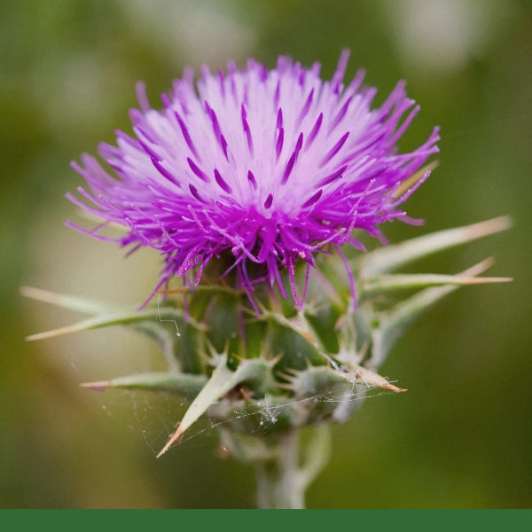 Milk Thistle Seed Powder (Silybum marianum) - Dried Herb, Organic